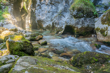 stream in the forest