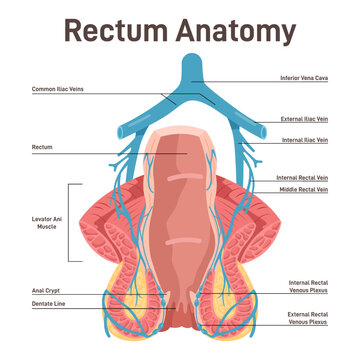 Rectum anatomy. Human anus cross-section anatomy with the internal