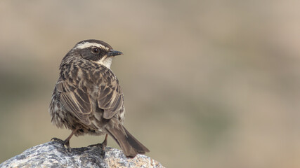 Radde`s Accentor is on the rock.
