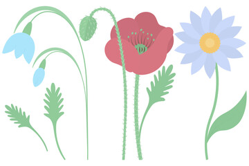 Flowers. Snowdrop, poppy, gerbera. Collection of vector illustrations. Flowering plants with green leaves and. Flat style. Isolated background. Idea for web design, invitations