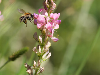 Makroaufnahme einer Gartenhummel die vor einem Blütenstand der rosa blühenden Saat-Esparsette...