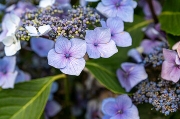 Obraz premium Bluebird Hydrangea in bloom