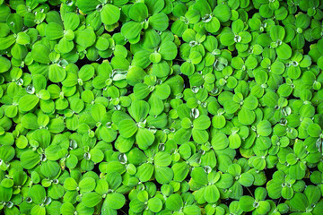 fresh Spring green leaves with water rain drops wall background.