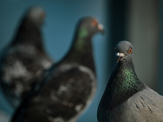 pigeon portrait