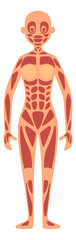 Woman figure with muscular system model. Anatomy learning poster