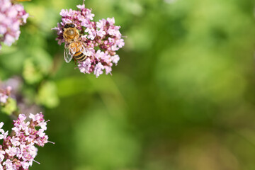 Honey bee collecting nectar on a flower of the flower butterfly bush. Busy insects