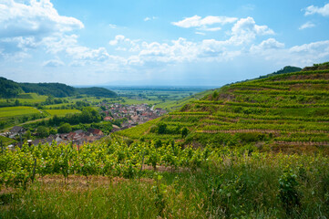 Weinberge Reben