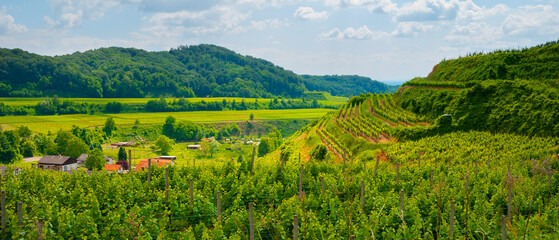 Obraz premium Weinberge Reben