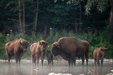 European Bison, Wisent, Bison bonasus. Bieszczady, Carpathians, Poland.