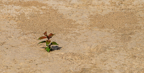 A green sprout grows alone in a rocky desert. Arid desert climate.