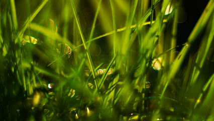 Macro d'herbes sauvages, avec de la rosée déposée dessus