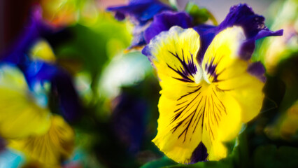 Obraz premium Macro de fleurs de jardin, en période estivale