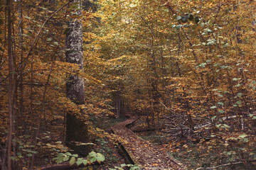 Pathway in the bright forest. Autumn falling leaves