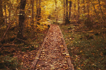 Pathway in the bright forest. Autumn falling leaves