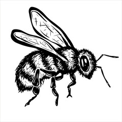 Vector sketch illustration of honey bee drawing isolated on white. Engraved style. natural business. Vintage, retro object for menu, label, recipe, product packaging