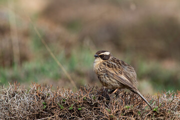 Radde`s Accentor is on the bush.