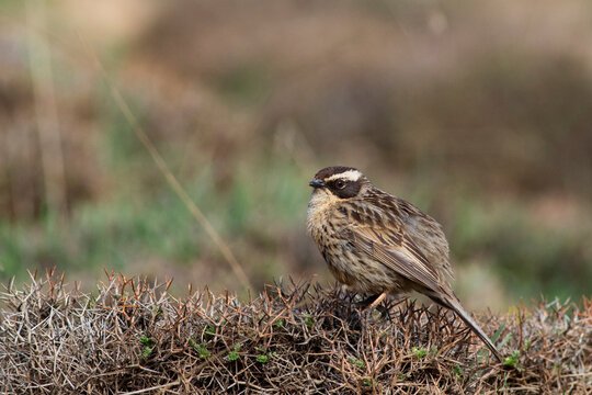 Radde`s Accentor Is On The Bush.