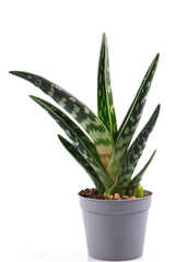 gasteria bicolor isolated on white background