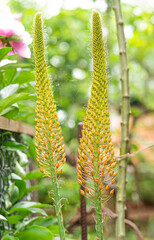 Orange Flower Eremurus Blooming in Nature Background. Foxtail Lily or Eremurus Stenophyllus Close Up