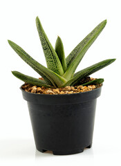 gasteria isolated on white background
