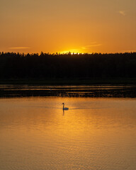 Schwan in einen See mit Sonnenuntergang im Hintergrund