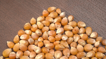 Raw Corn Seeds or Corn kernels are from Maize is a grain, and the kernels are used in cooking as a vegetable or a source of starch.
