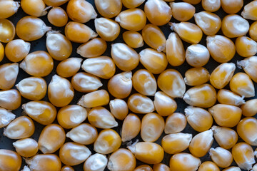 macro view of corns