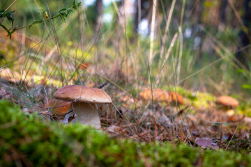 season boletus mushroom growing in forest