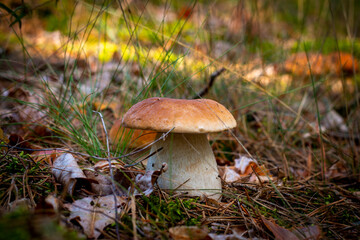 season boletus mushroom growing in nature