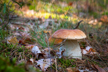 season boletus mushroom growing in wood