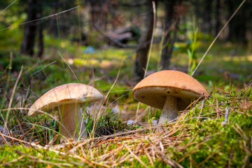 season boletus mushrooms growing in forest