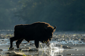European Bison, Wisent, Bison bonasus. Bieszczady, Carpathians, Poland.