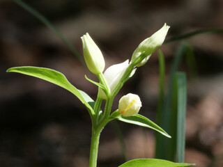Macroaufnahme der Blüten des weißen Waldvögeleins, Cephalanthera damasonium, Orchidee