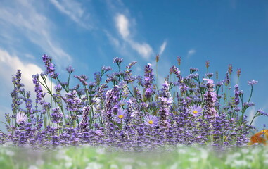 wild field with lavender flowers on front blue sky  spring summer flowers  nature landscape