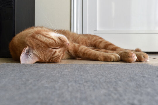 Ginger cat sleeping on the floor at home.  Photo can be used for the concept of how to stop cat scratching the rug or carpet and how to remove pets hair on the rug or carpet.