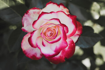 A white rose with bright pink petal edges