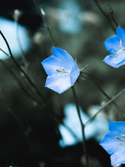 A blue summer garden flower in the shape of a bell