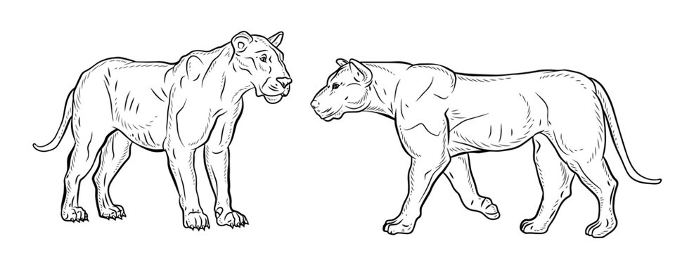 Animals. Black and white image of a cougar, coloring book for children. Vector drawing.