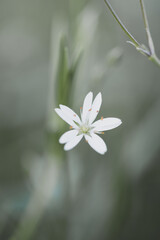 Small white meadow flower on a green meadow background