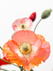 Pink poppies on a white background