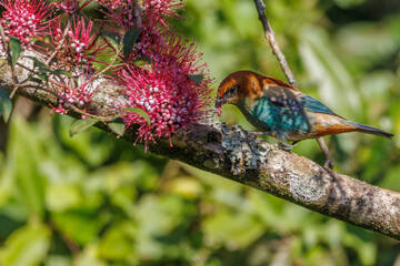 A beautiful colorful songbird eating pink flowers seeds
