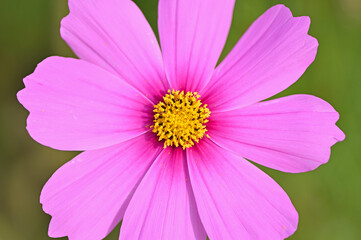 Obraz premium 佐賀空港コスモス園