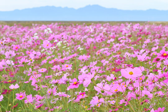佐賀空港コスモス園