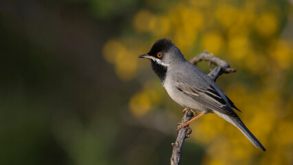 Rüppell`s Warbler is on the branch.