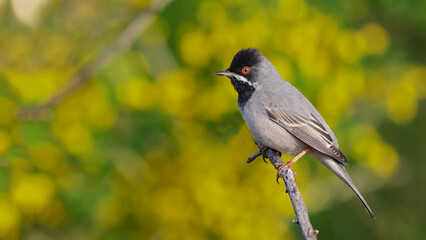 Rüppell`s Warbler is on the branch.