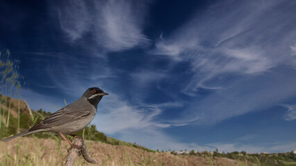 Rüppell`s Warbler is on the branch.