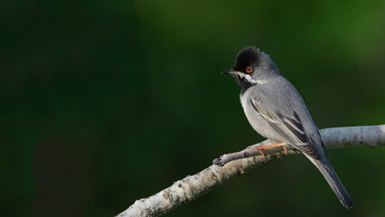 Rüppell`s Warbler is on the branch.
