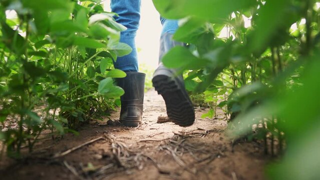 Agriculture. male farmer in rubber boots walks through a soybean plantation. business agriculture growing soybeans concept. a farmer feet are walking in lifestyle a soybean close-up field