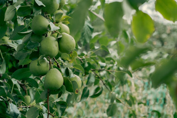 green apples on a tree