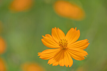 キバナコスモス